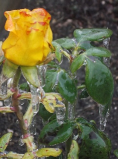 trandafir de gheata