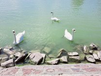 Lebede, lacul Balaton
